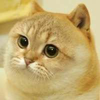 Rounded avatar