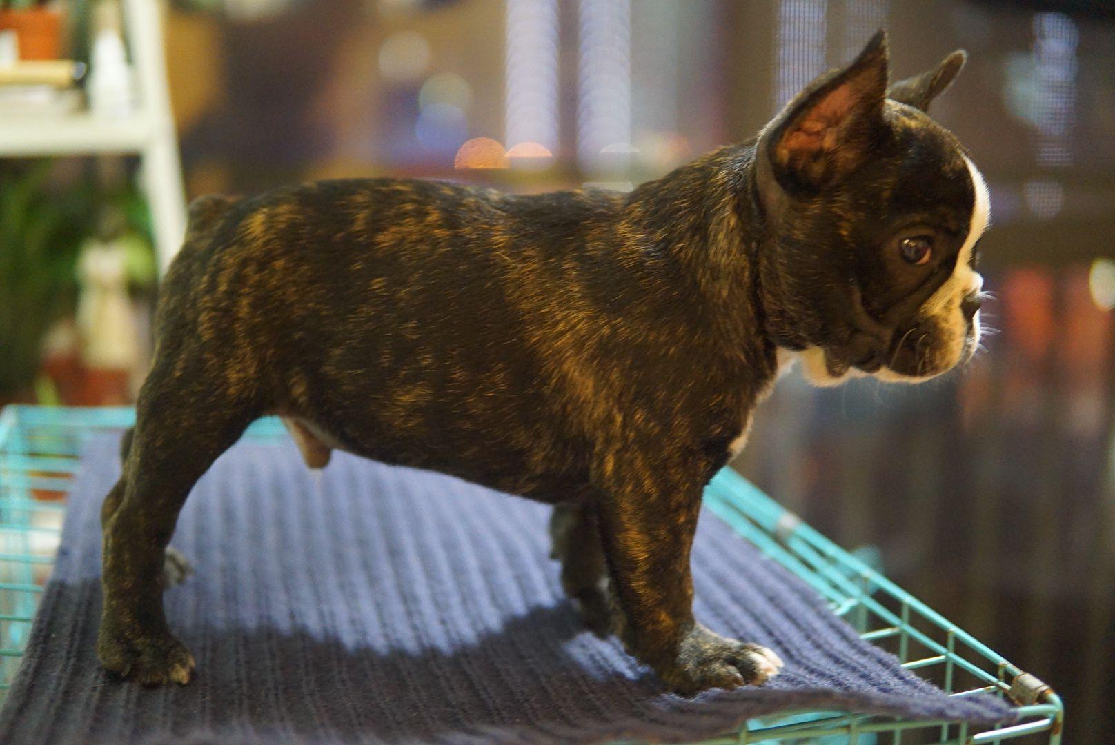 这个虎皮法斗品相如何