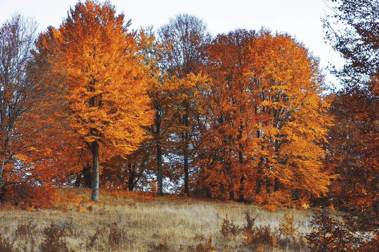 晨光中的公园美景