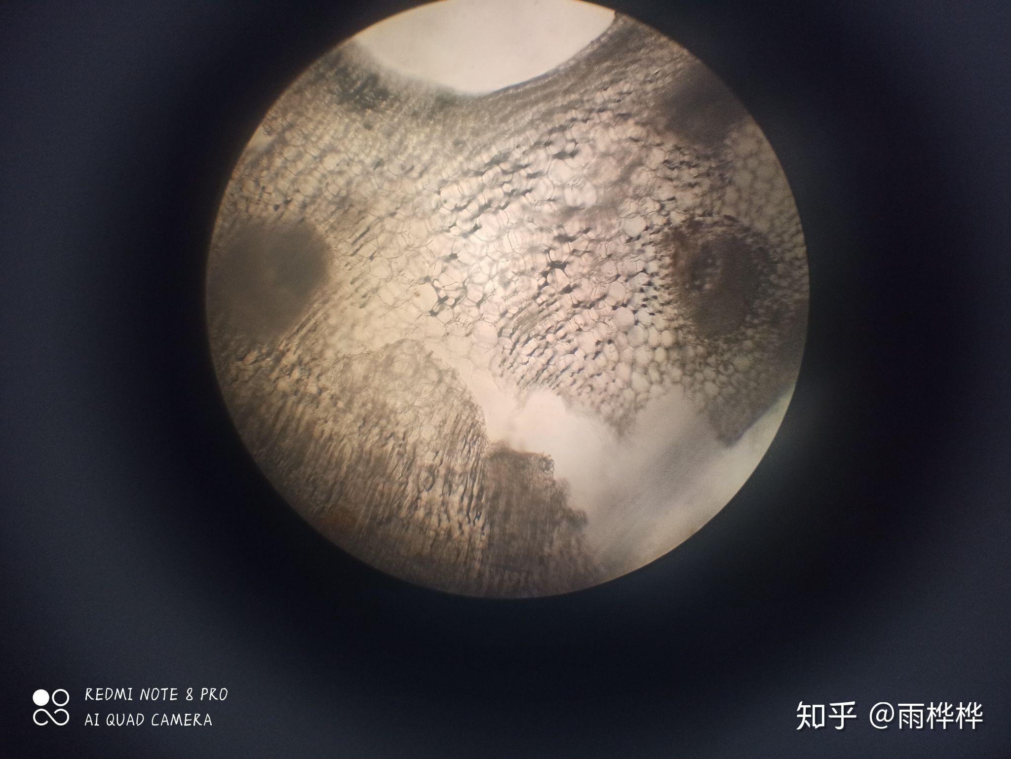 可以是细胞观察图,最好是手绘图,谢谢大家? - 知乎