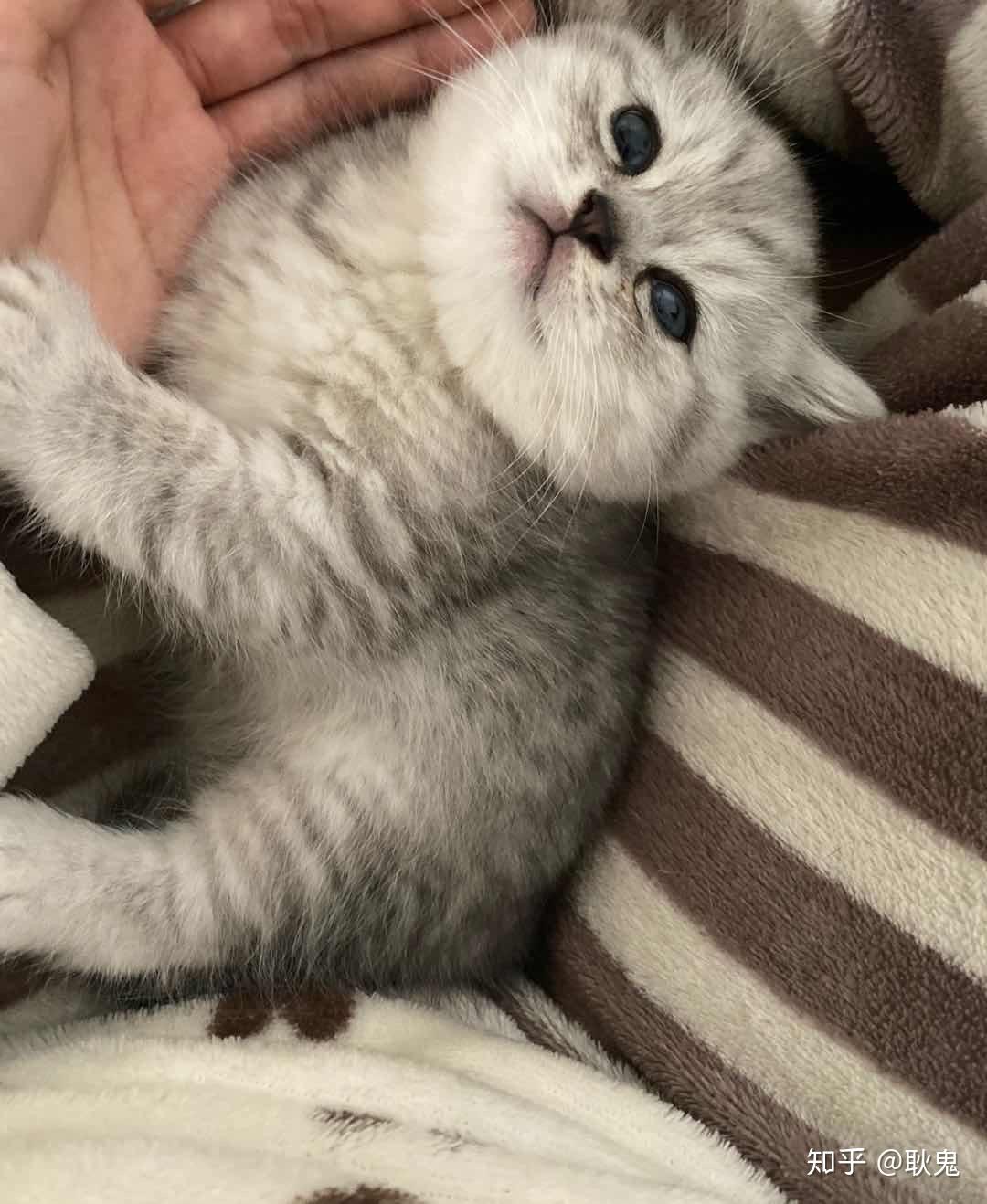 金吉拉和蓝猫配出来的种好养吗?