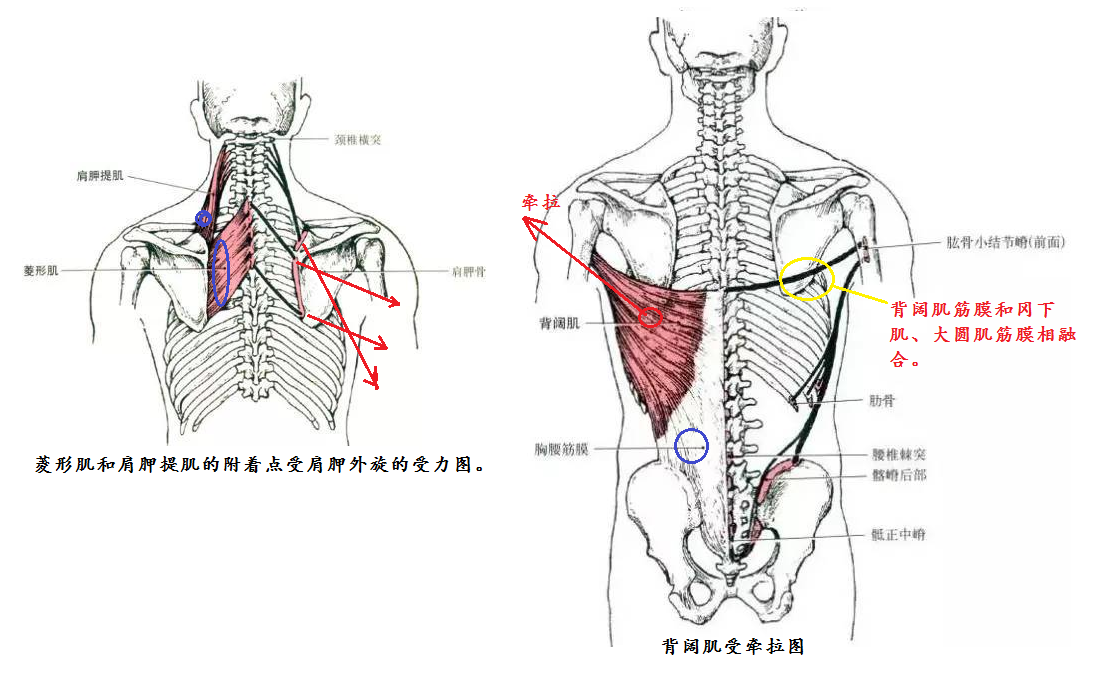 如何舒展背部的筋骨? 