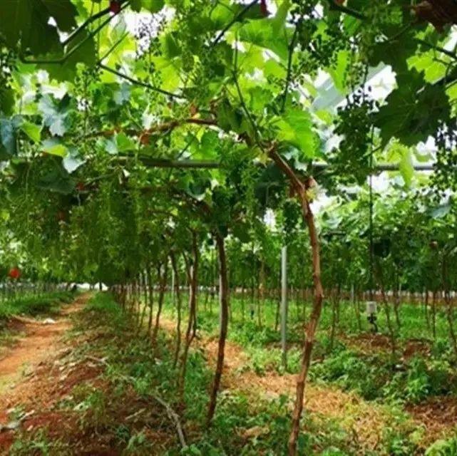 宣威市岱海村村里的绿玛瑙成了村民致富的新希望