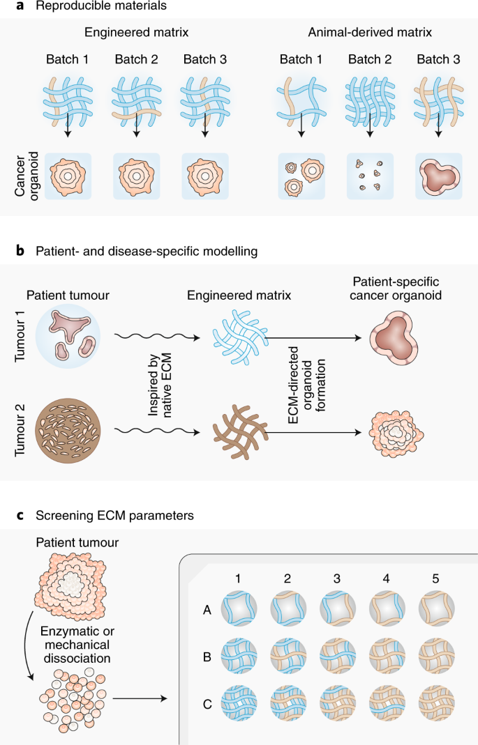 下一代癌症类器官【8】细胞外基质：当前技术的限制/标准化进展/ECM的未来机会；结论 - 知乎