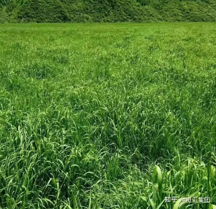 提摩西草是什么样的