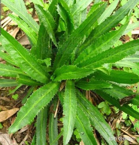 云南地区有一种长条叶子状的植物 用来当调料的 他们叫大盐蓿 我想