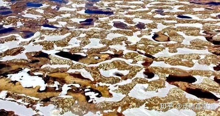 人类要警惕了!加拿大北部冻土带内:发现一头4万年前动物遗骸 - 知乎