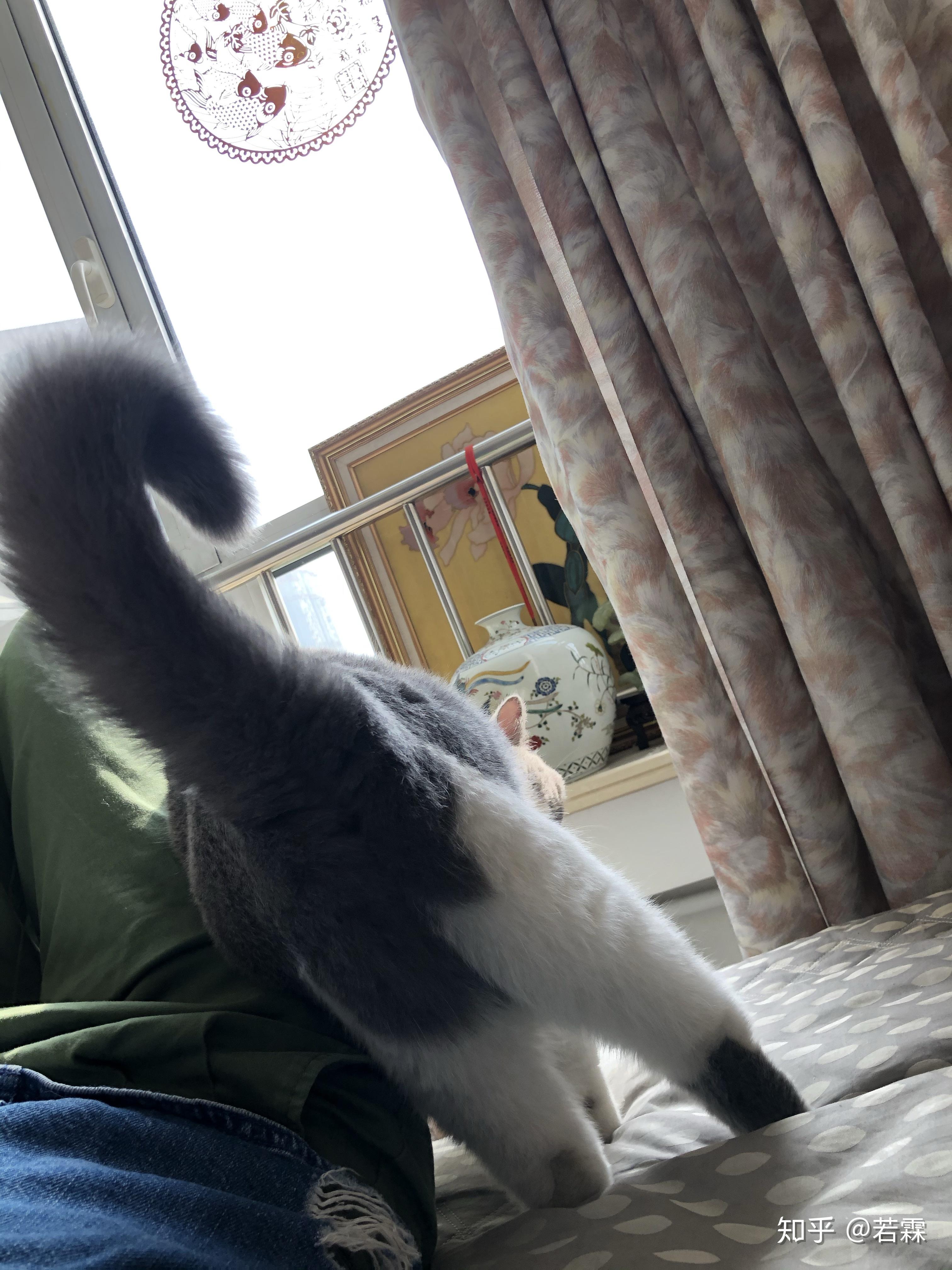 英短是不是猫中铁憨憨?