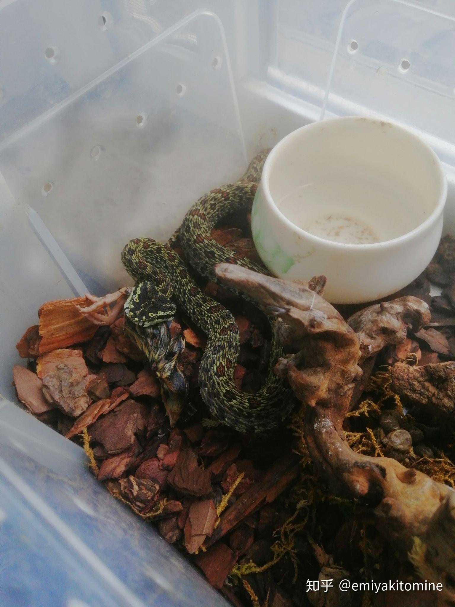 养蛇人为什么可以养那么多毒蛇且保持自己不被伤害