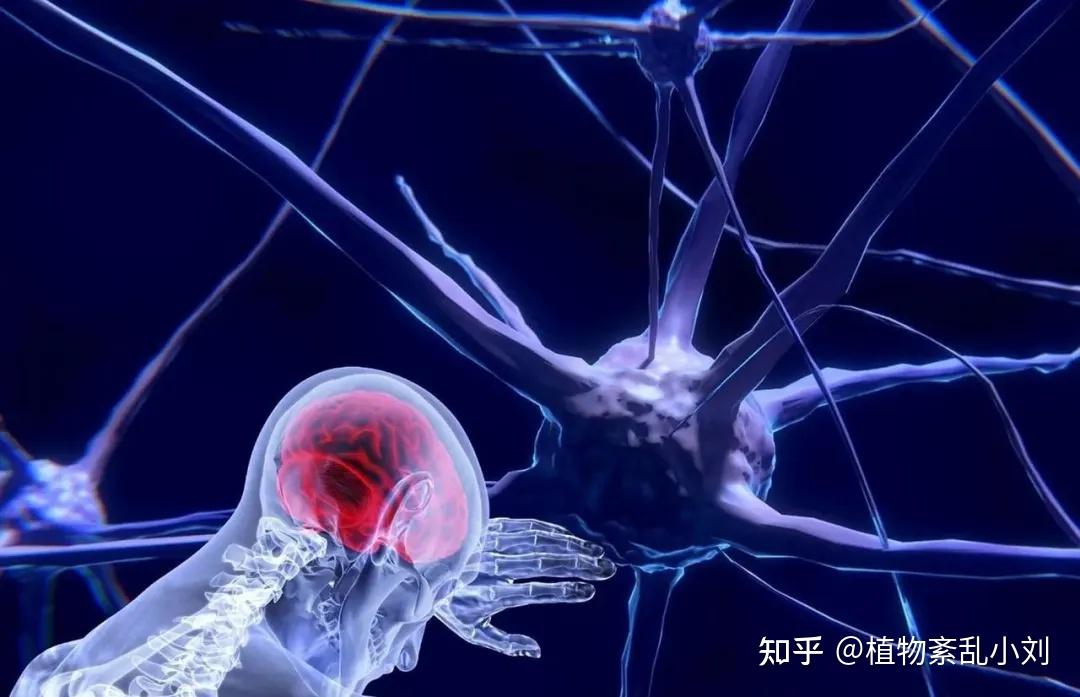 揭开!植物神经功能紊乱的面纱!植紊不只是简单的抑郁症! - 知乎