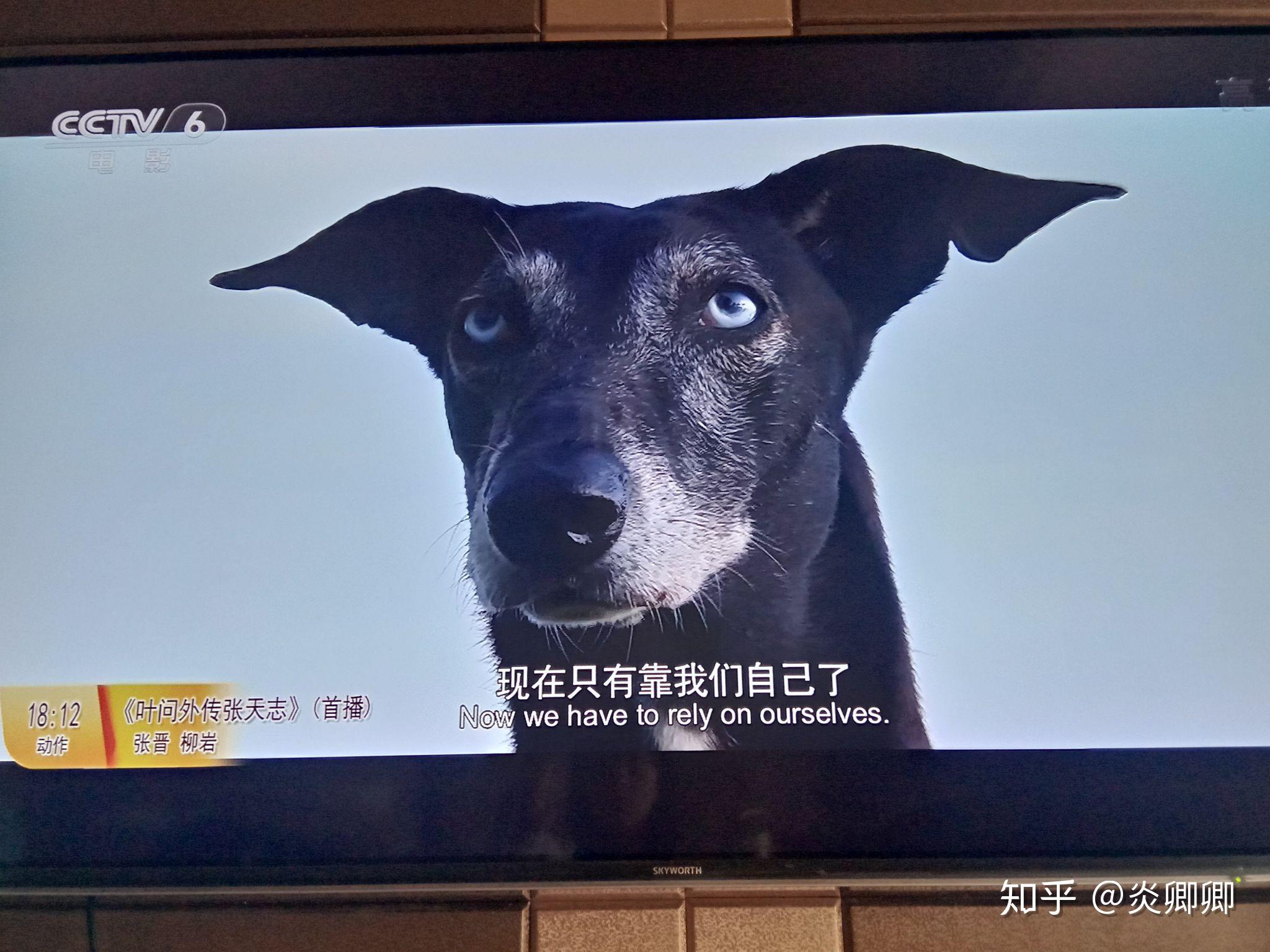 如何评价电影动物出击