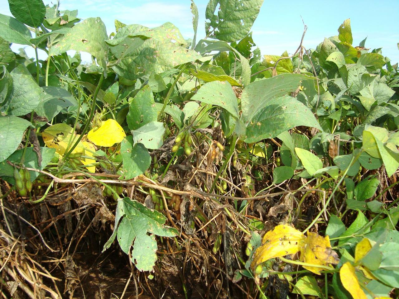 4. 核桃亩产参考