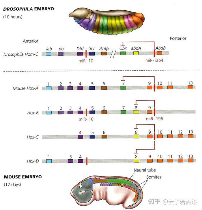 为什么果蝇是模式生物？在果蝇身上得到的研究结论是如何「等同」到其他动物的？ 知乎