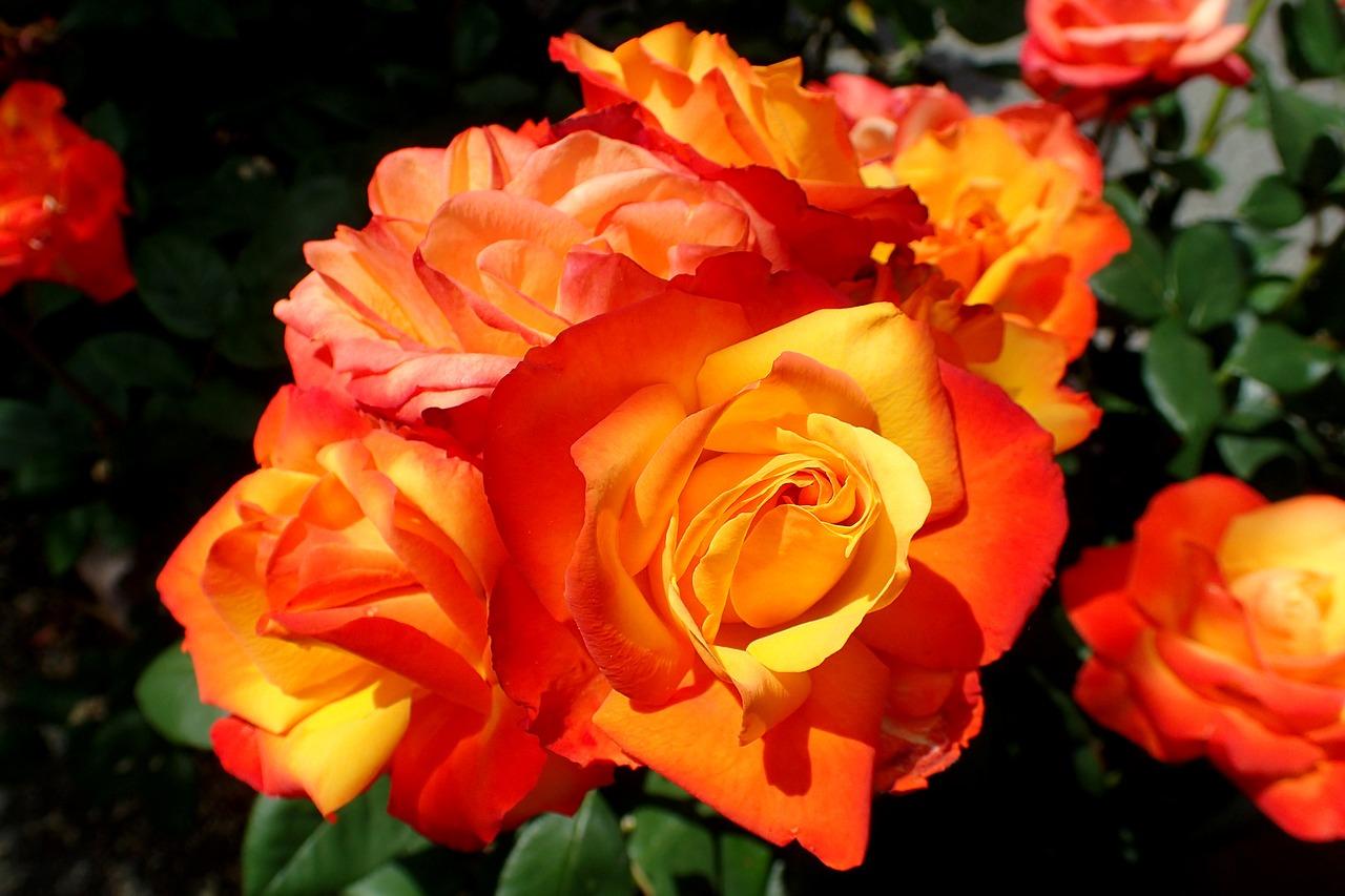 4. 19朵玫瑰成本