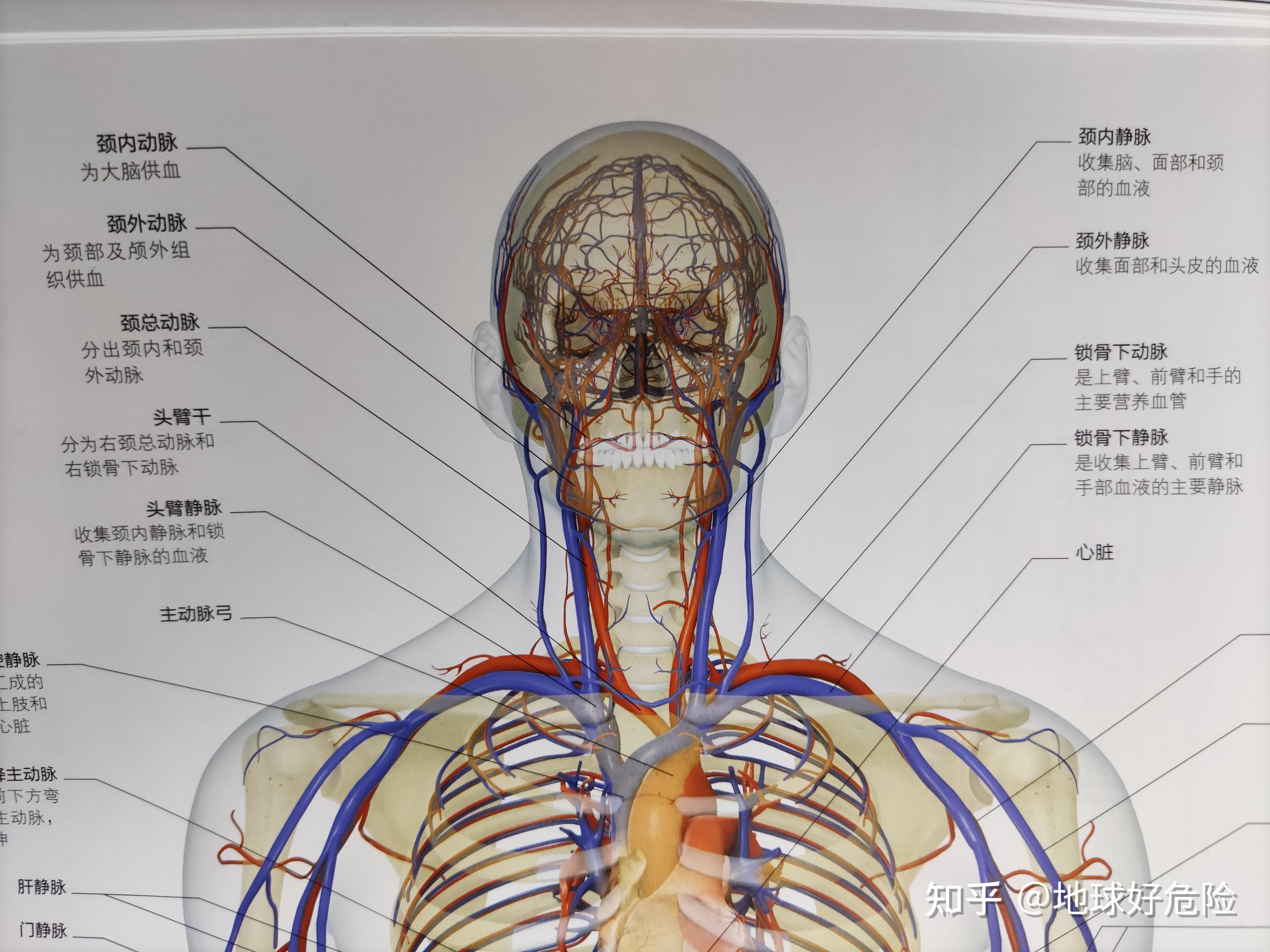 脖子大动脉在哪里图片