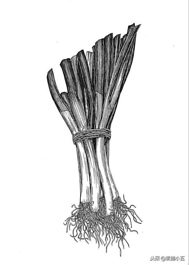针管笔手绘画一捆大葱