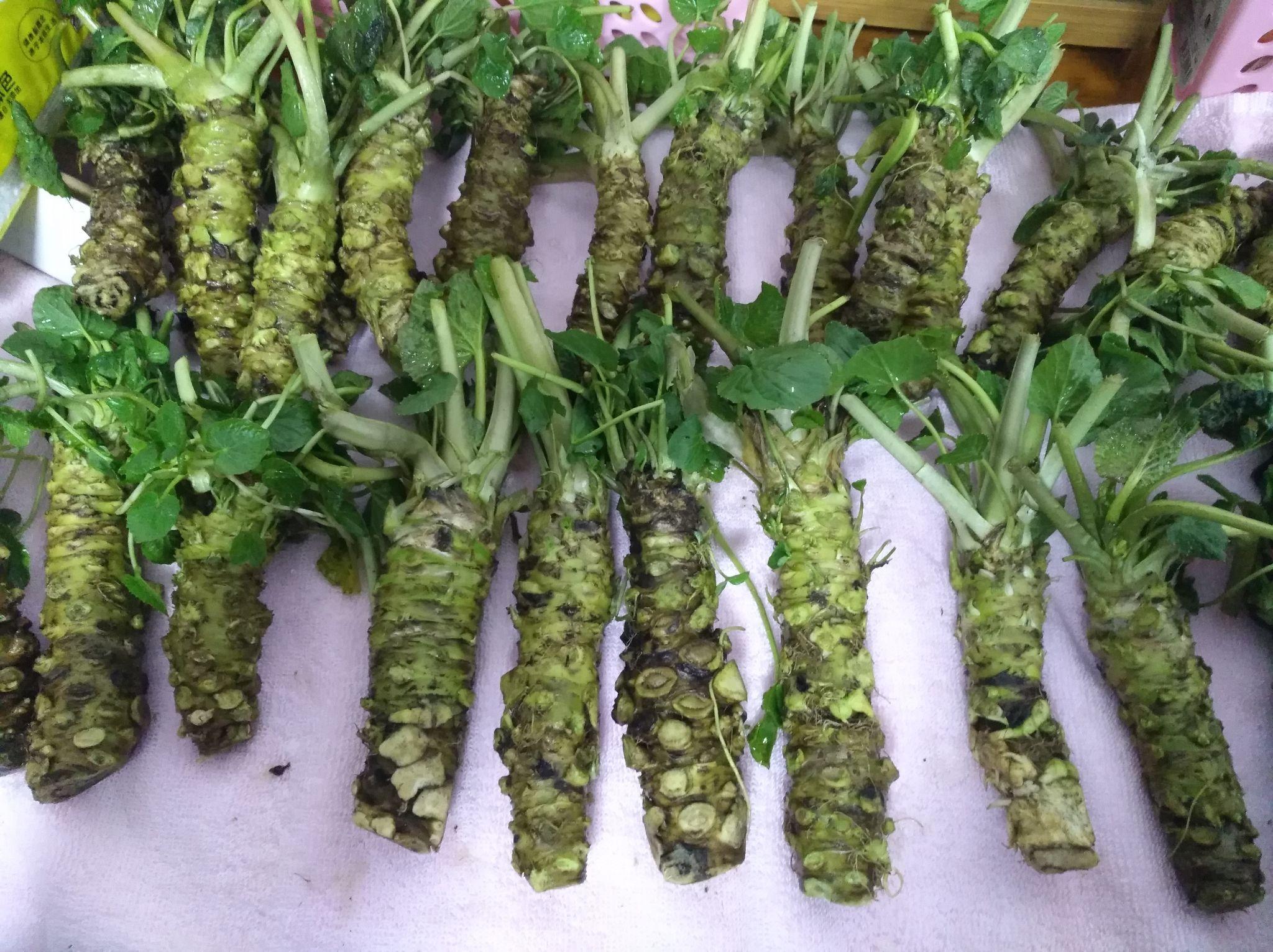 广州哪里有卖新鲜山葵根的