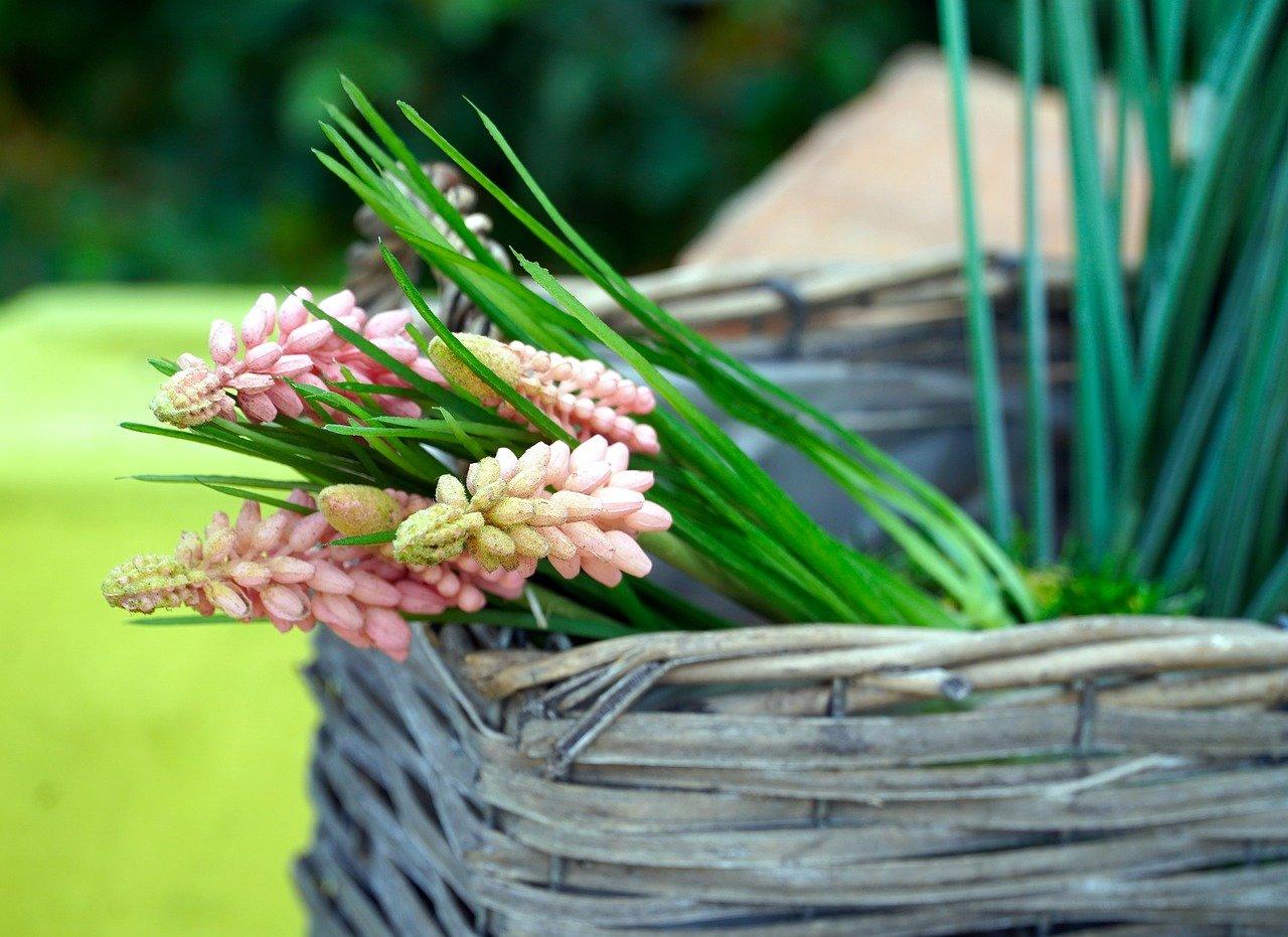 龙骨花如何栽种