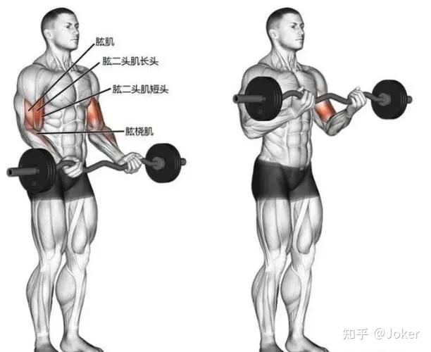 锤式弯举效果(手臂增粗)是否比弯举好? - 知乎