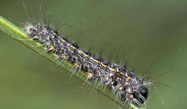 地震后松毛虫大规模入侵土耳其