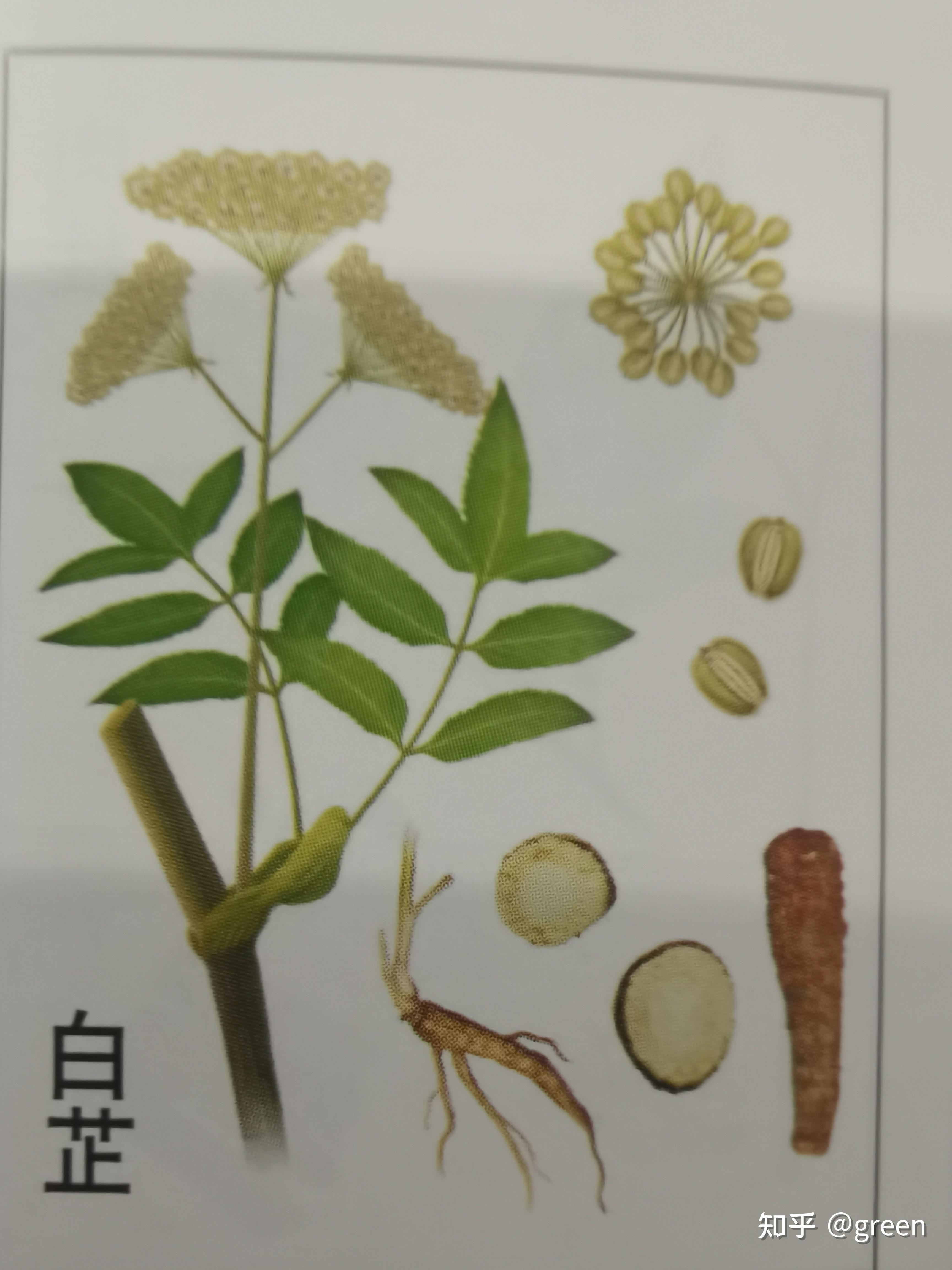 白芷有什么药用功效? - 知乎