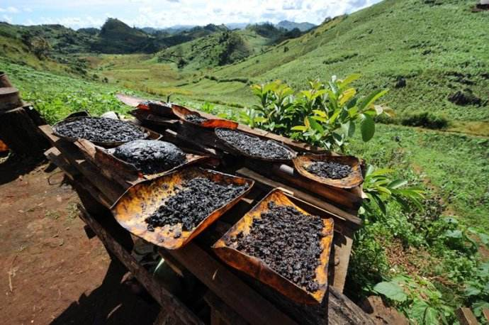 鸦片的制作过程