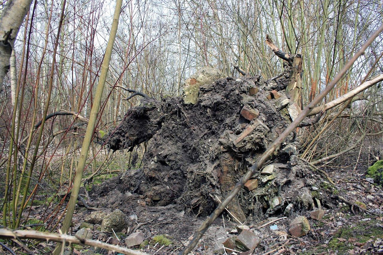 3. 黄葛树根处理