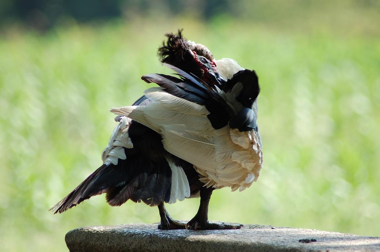 3. 火鹤花追肥技巧