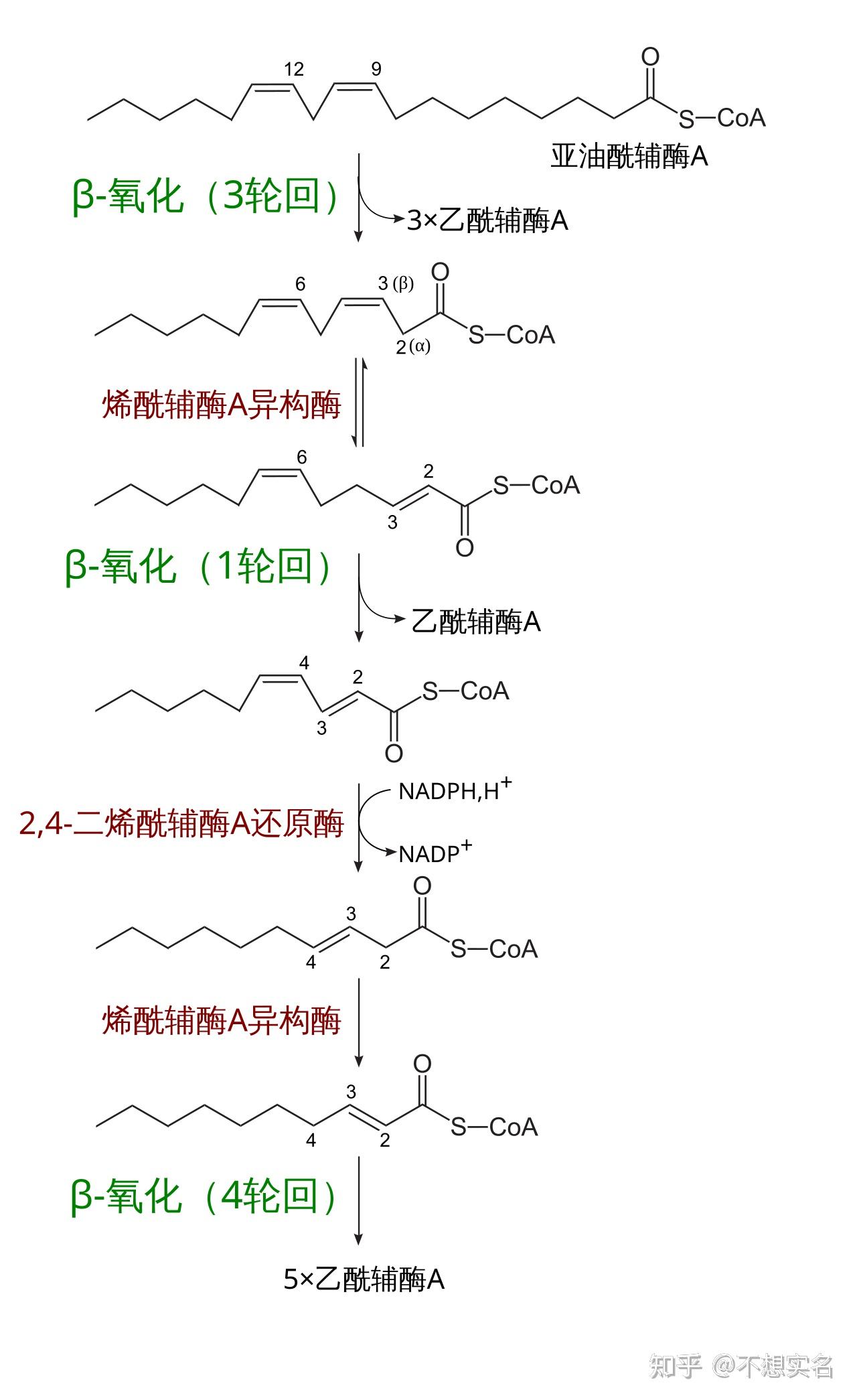 一分子亚油酸彻底氧化分解能产生多少ATP? - 知乎