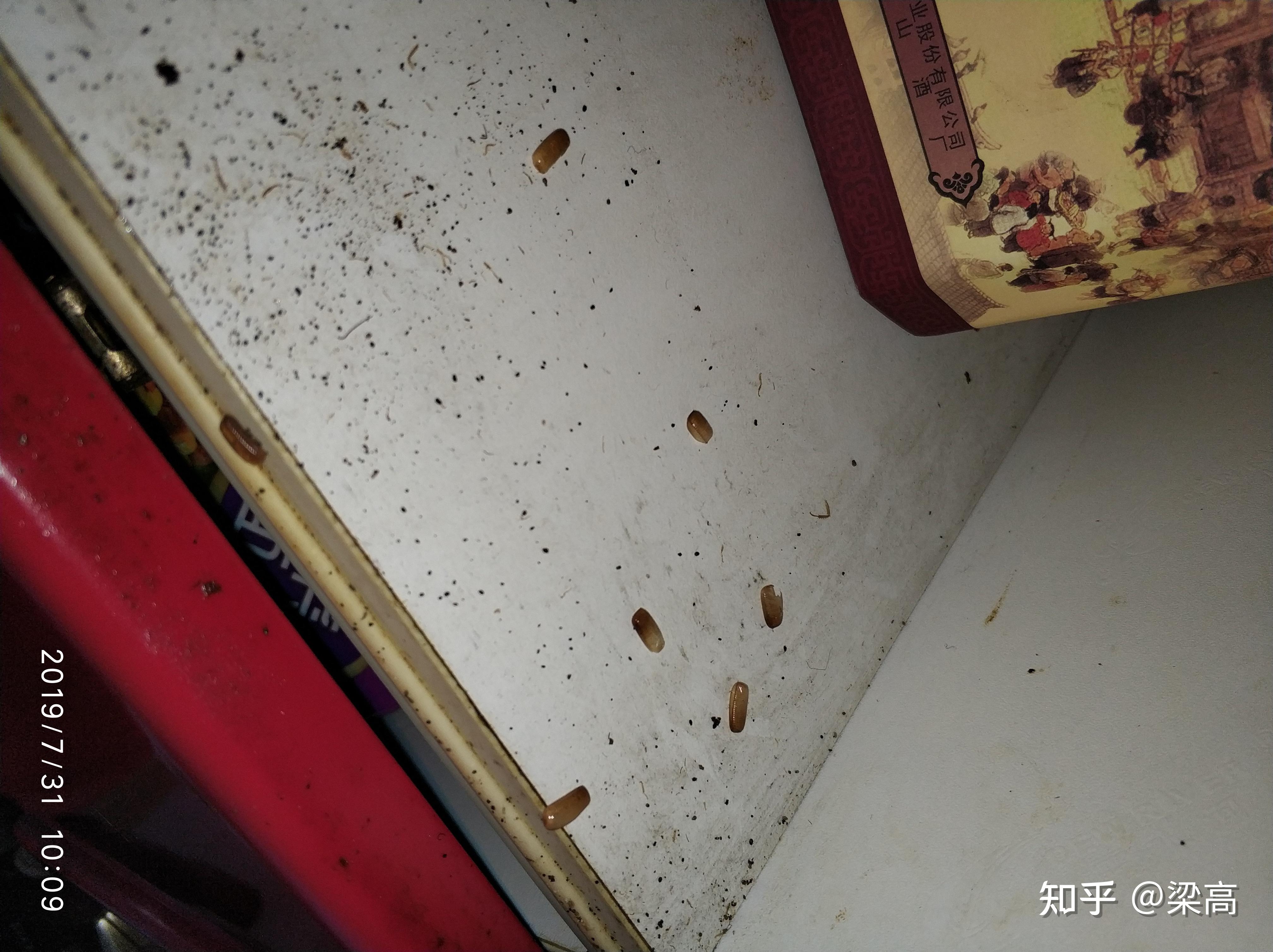 你知道的最冷的冷知识是什么? - 知乎