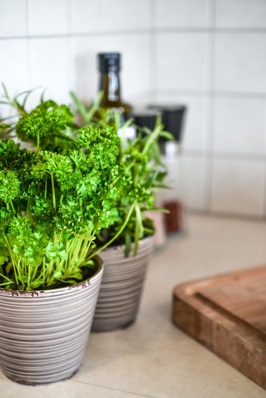 3. 房间除臭植物选