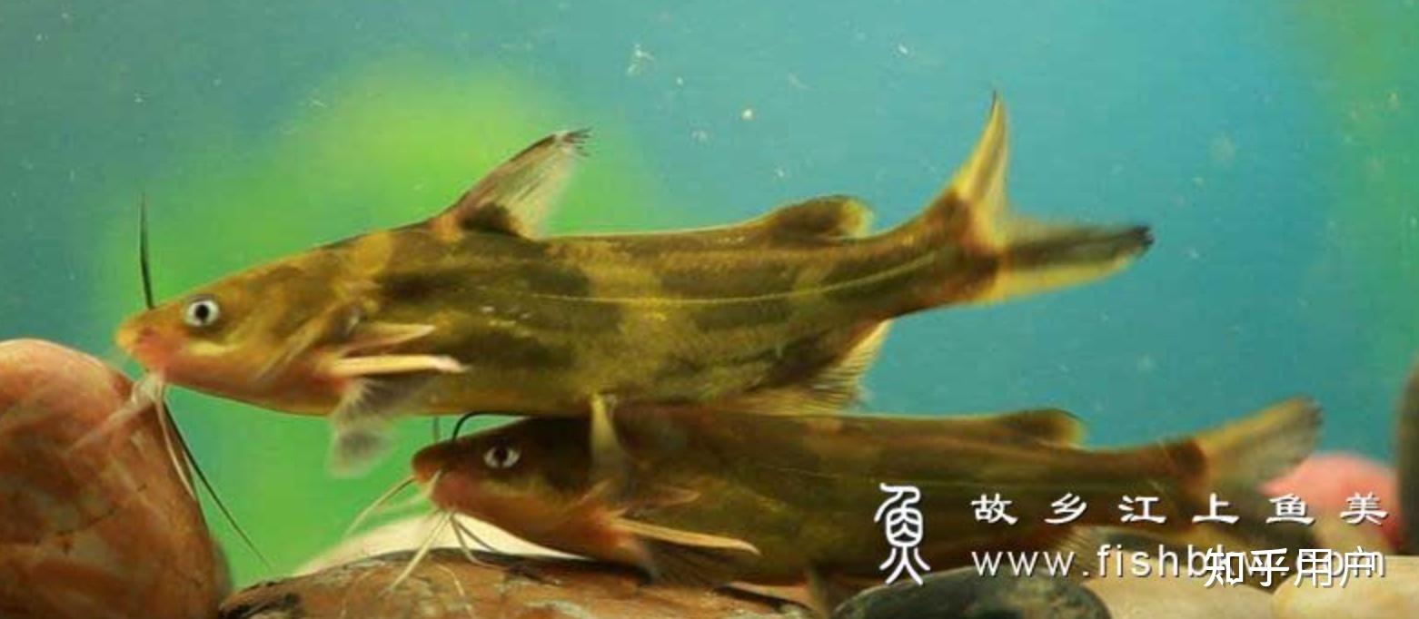 黄颡鱼(又叫昂刺鱼、黄辣丁)大刺中的毒素是什么? - 知乎