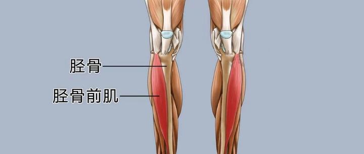 运动解剖长路漫漫胫骨前肌伴你前行