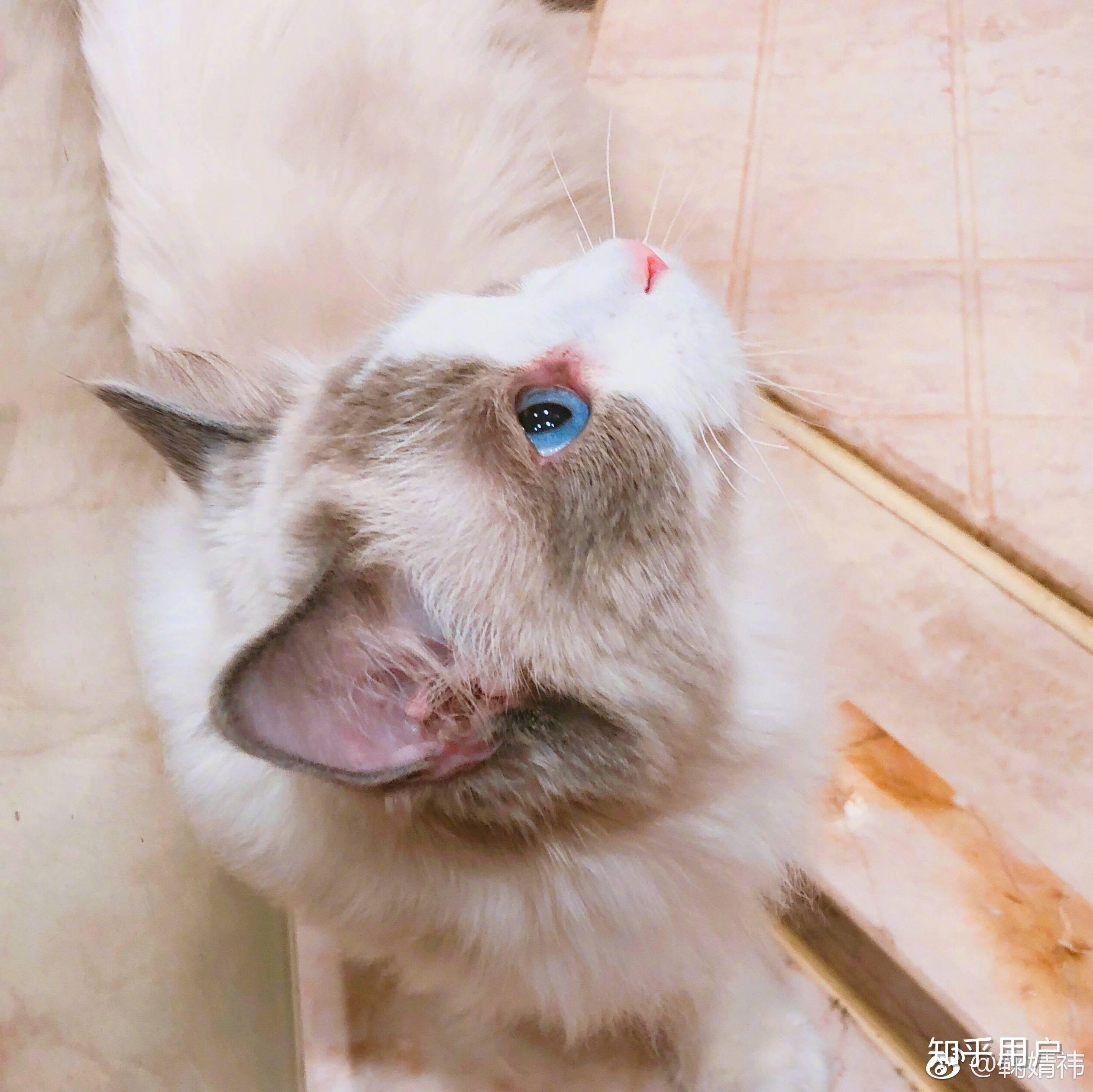 关于snh48鞠婧祎有哪些故事