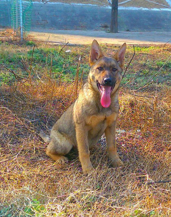 关于德牧的弓背平背品系血统