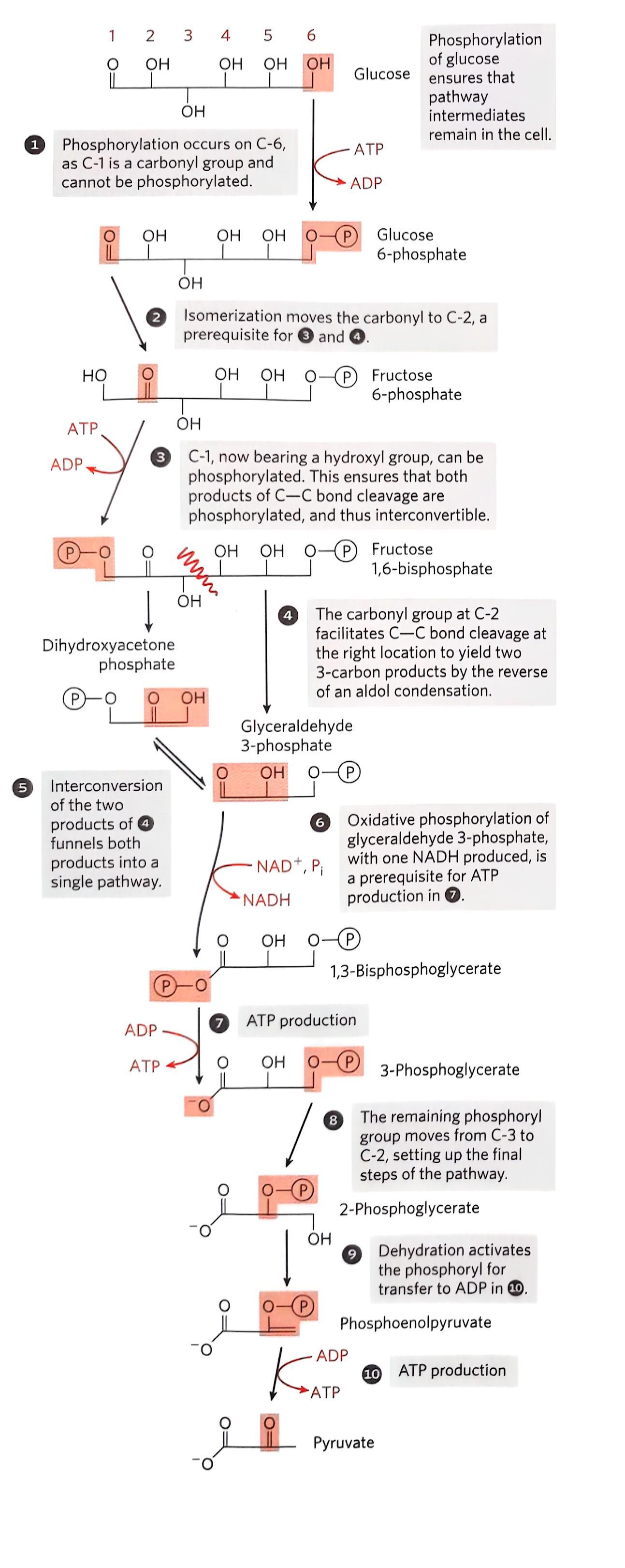 Lehninger生物化学学习笔记 第十四章 糖酵解、糖异生与磷酸戊糖途径（1） - 知乎