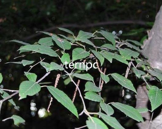 全身是宝的桦木——亮叶桦植物非试管高效快繁 - 知乎