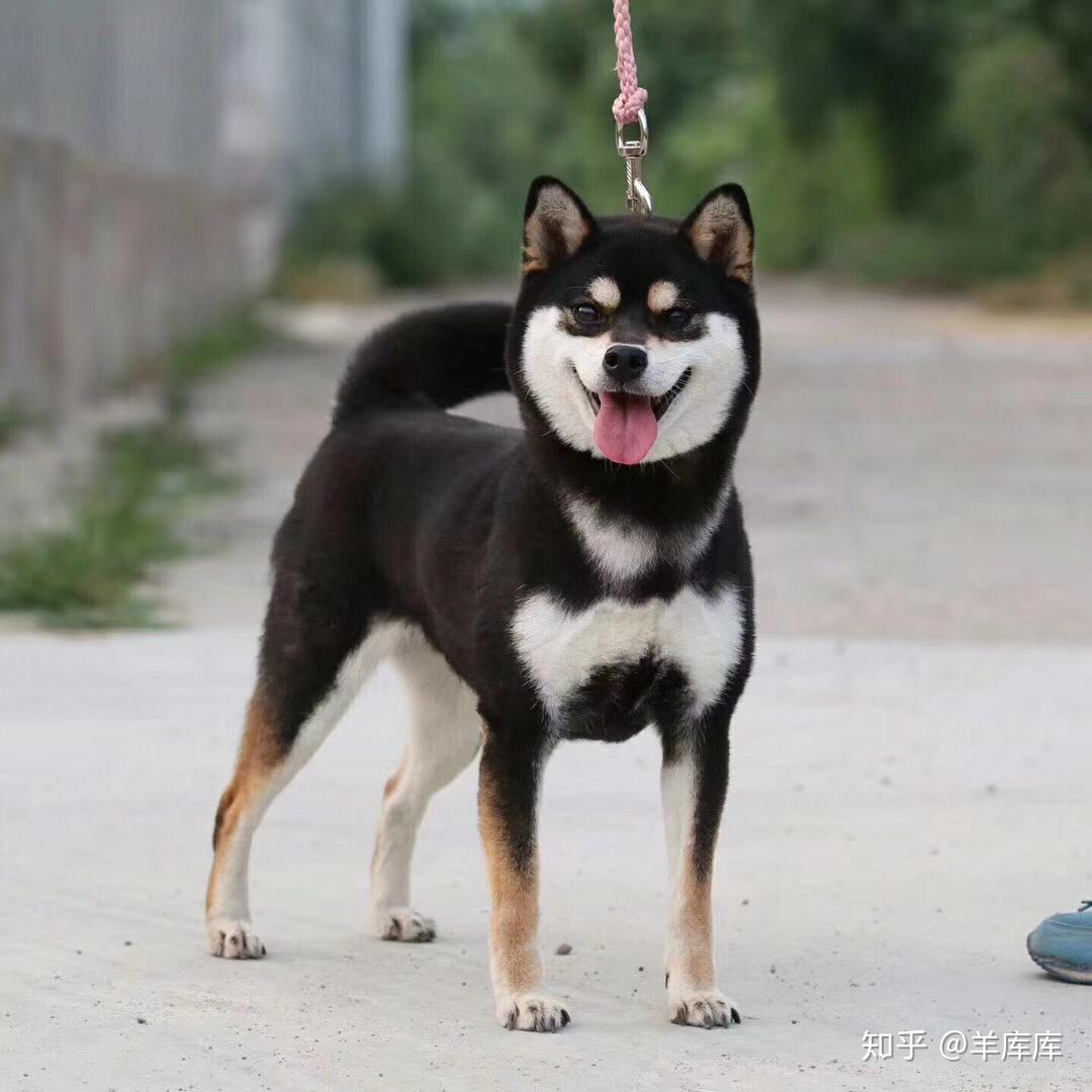 请问这个黑柴的品相怎么样?