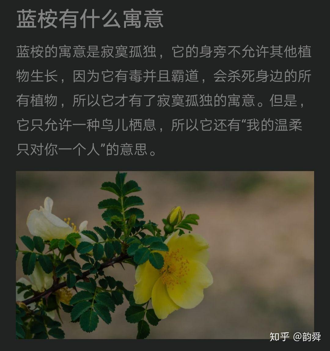 蓝桉的花语是什么图片