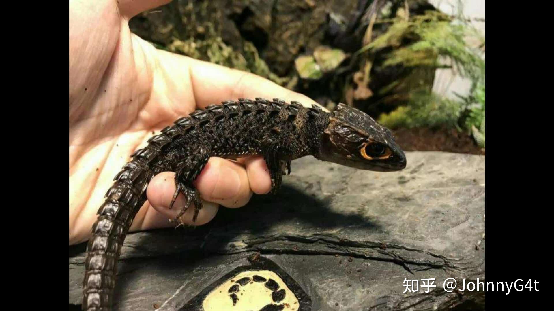 在家养宠物蜥蜴要考虑什么问题?