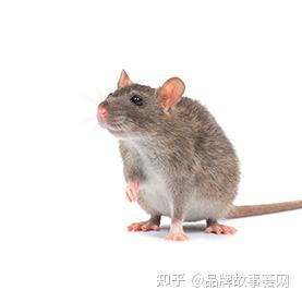 老鼠科普知识 - 知乎
