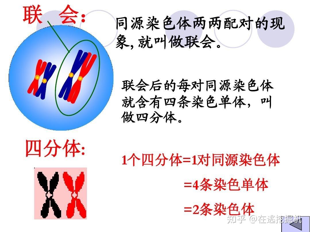 一个四分体有几对同源染色体一对同源染色体是一个四分体吗