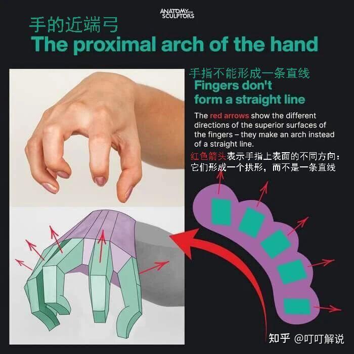 艺术家的手部解剖学:基本形状 - 知乎