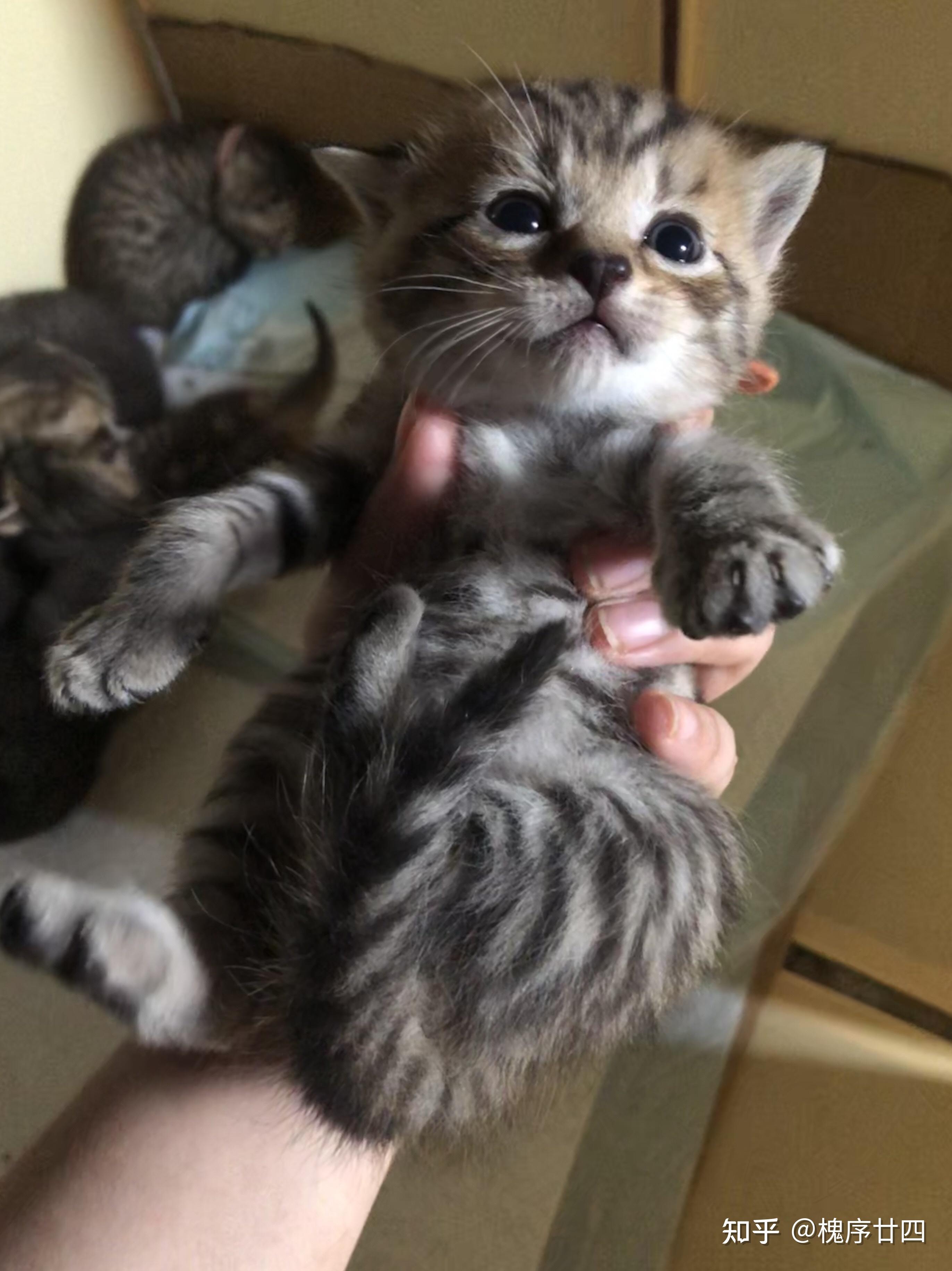 英短蓝猫和狸花猫配种会生出什么样的猫啊?求上图! - 知乎