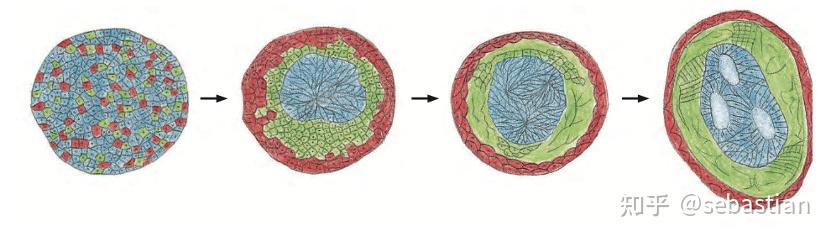 搬运The Cell细胞外基质和细胞连接 - 知乎