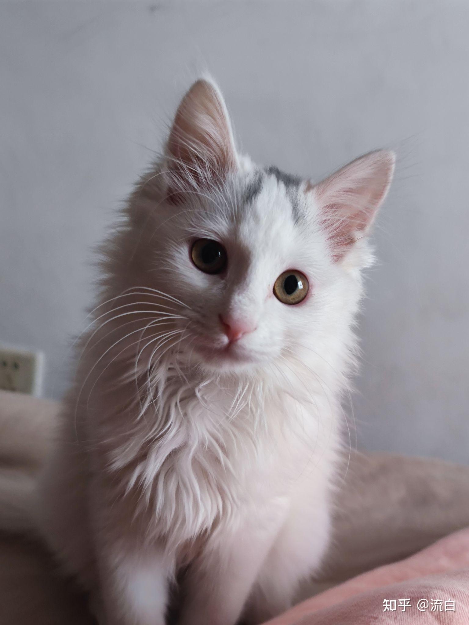 养狮子猫是种怎样的体验? - 知乎