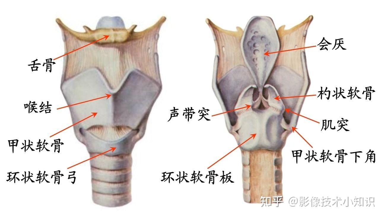 喉的ct解剖