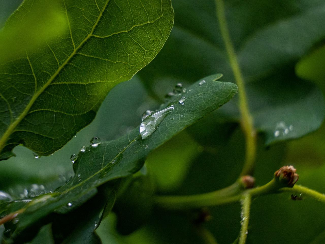 3. 花香四溢无花果