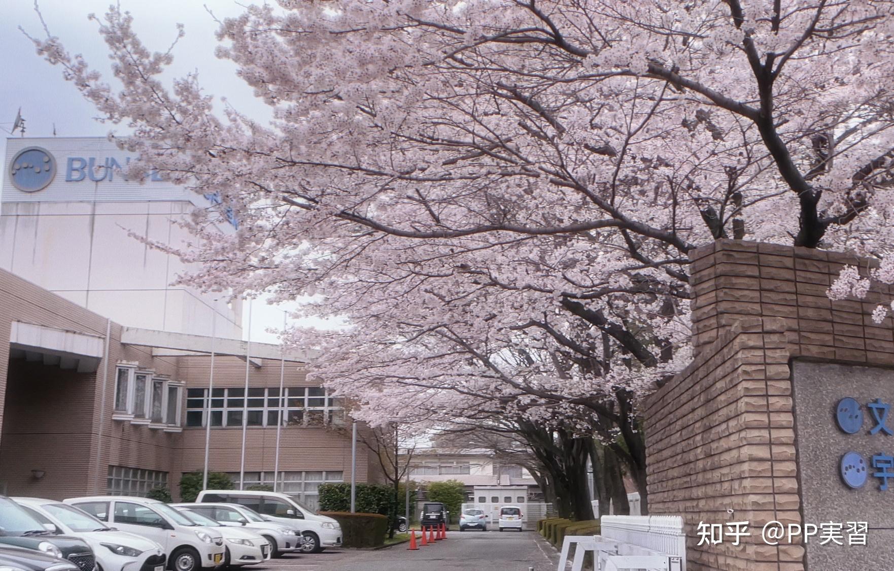 日本文星艺术大学怎么样?