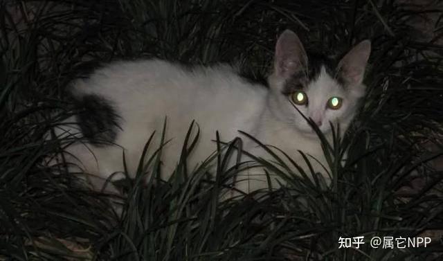 为什么猫咪的眼睛在黑暗中能发光?